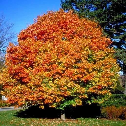 Northern Sugar Maple tree displaying yellow and orange color autumn leaves.