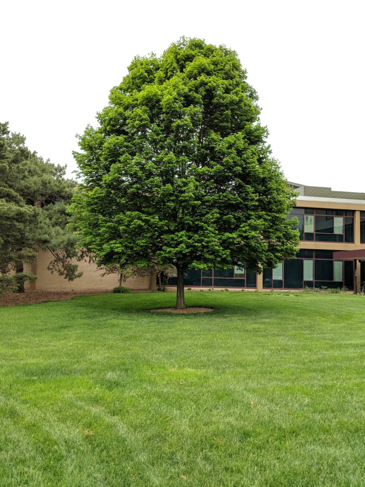 Green Northern Sugar maple tree in green grass yard landscape. (Acer saccharum)