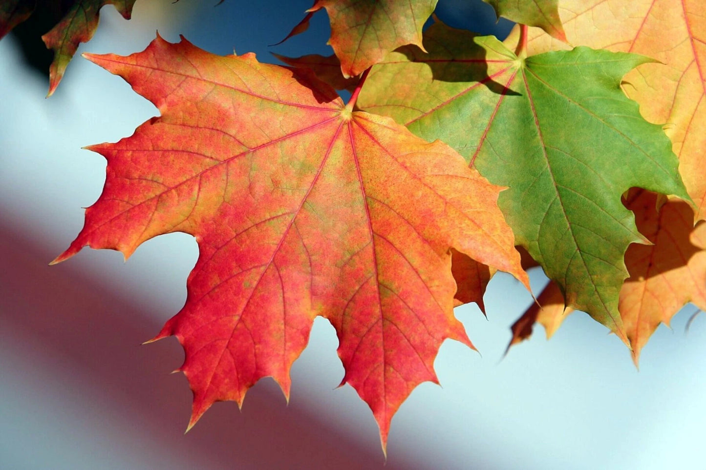 Close-up of autumn Northern Sugar Maple tree leaves with red and green colors on a blurred background