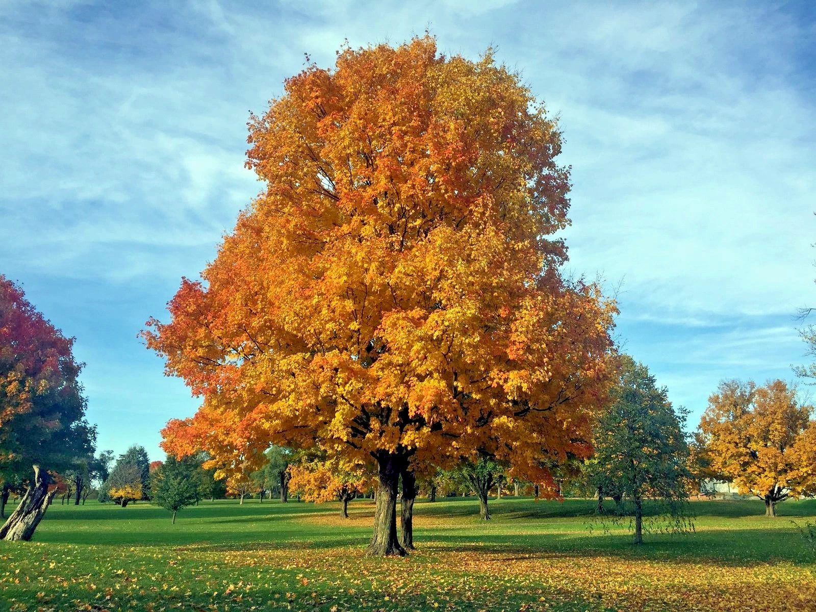 Northern Sugar maple tree displaying autumn color yellowish-gold leaves. (Acer saccharum)