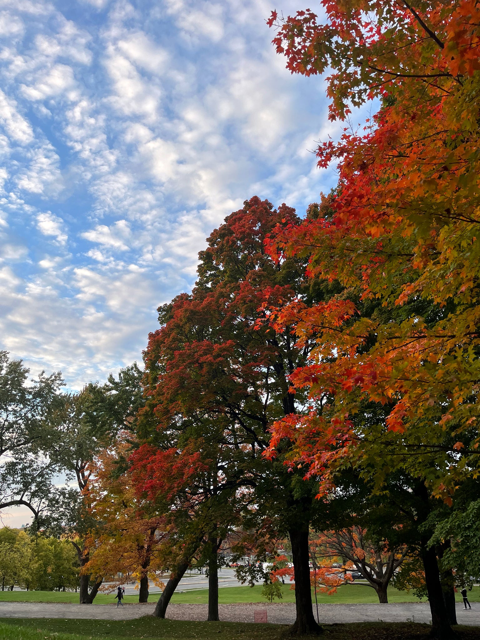 Autumn Northern Sugar maple trees with colorful leaves against a blue sky with clouds