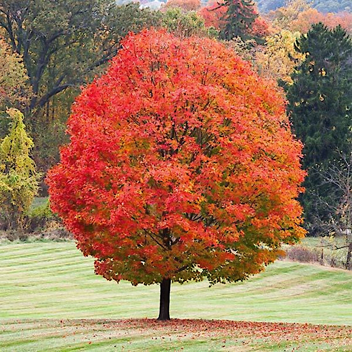 Northern Sugar Maple Tree with vibrant red and orange autumn foliage in a park setting