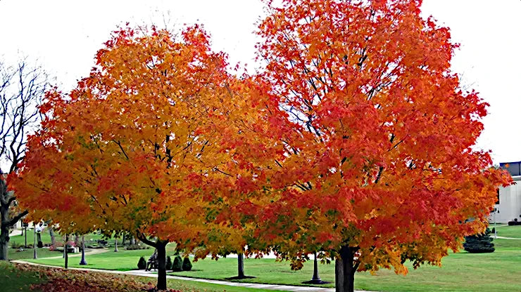 Northern Sugar maples bordering sidewalk with red and yellow autumn leaves. 