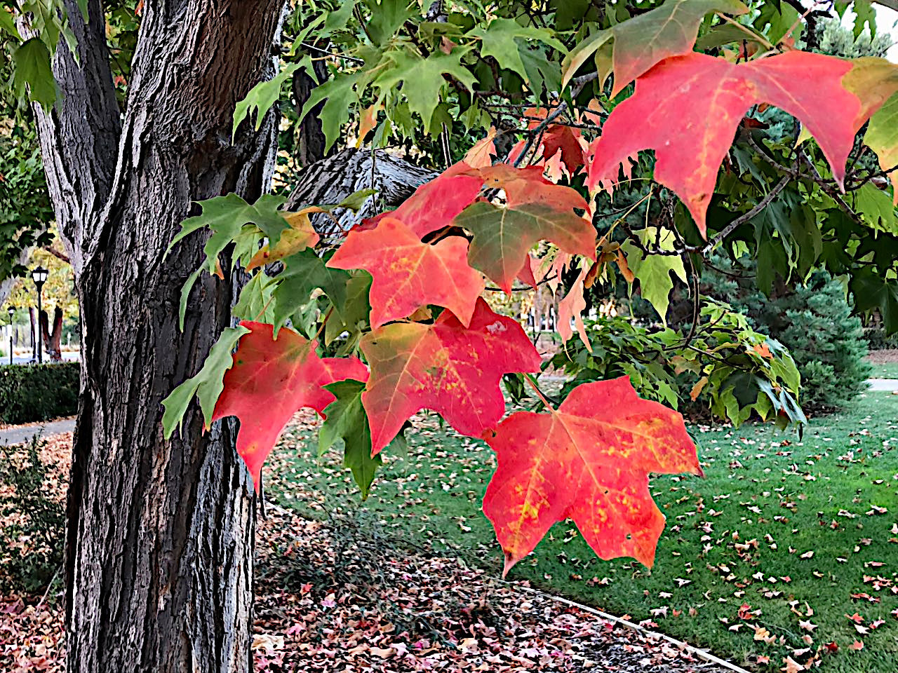 Northern Sugar Maple leaves in red and green on a tree with a park background