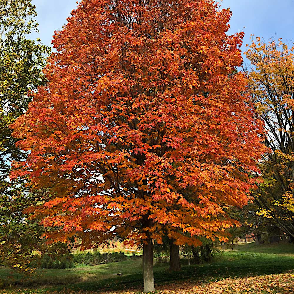 Autumn Northern Sugar Maple tree with vibrant orange leaves in a park setting