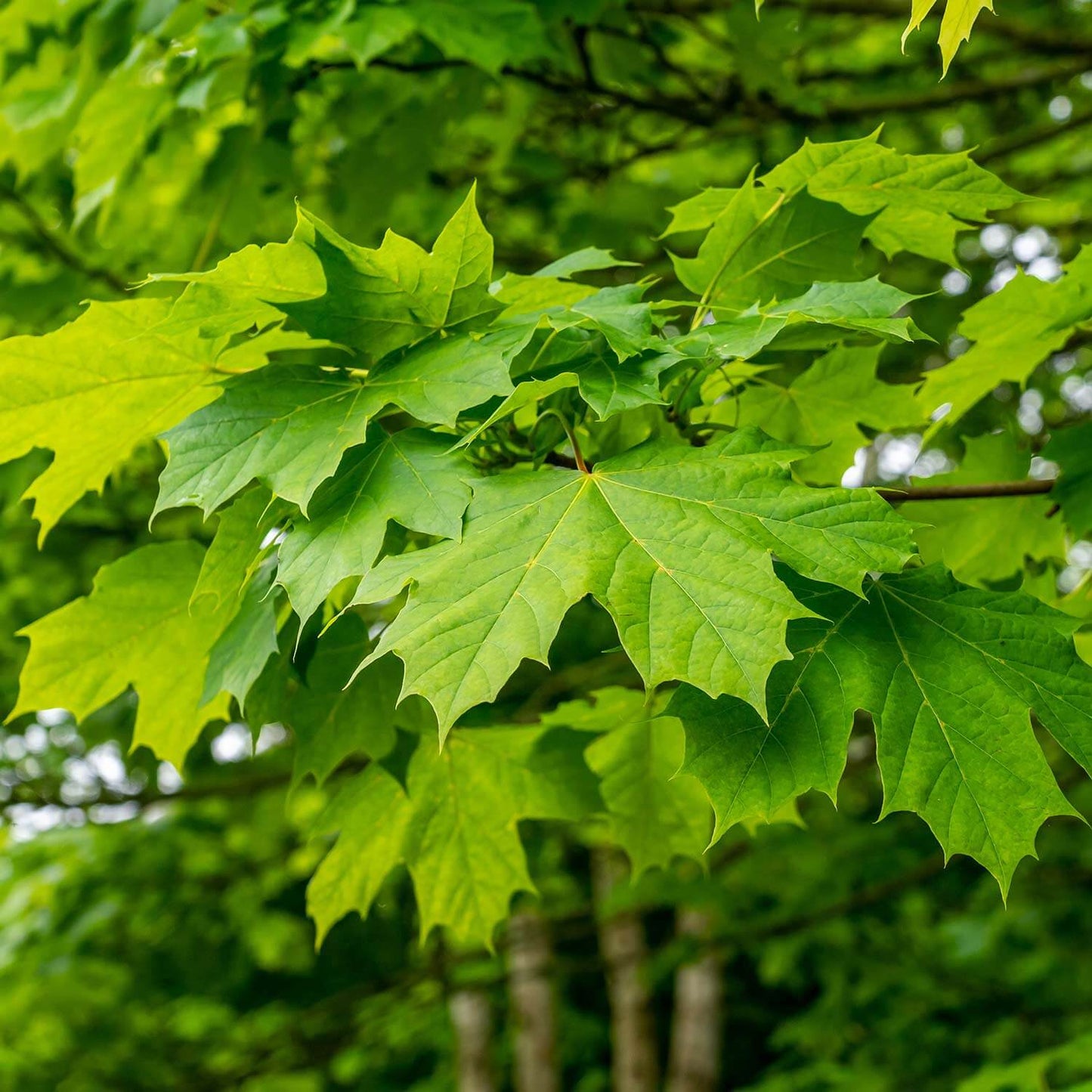 Close up view of Northern Sugar maple tree green leaves with forest background. (Acer saccharum)