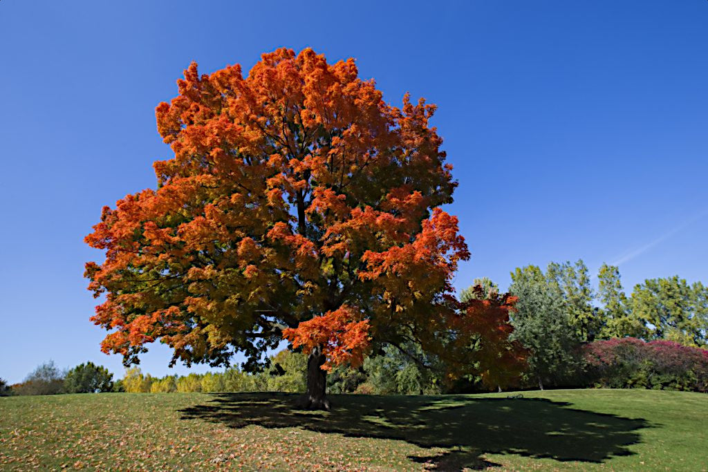 Red and orange autumn leaves on Northern Sugar maple tree with blue sky background.