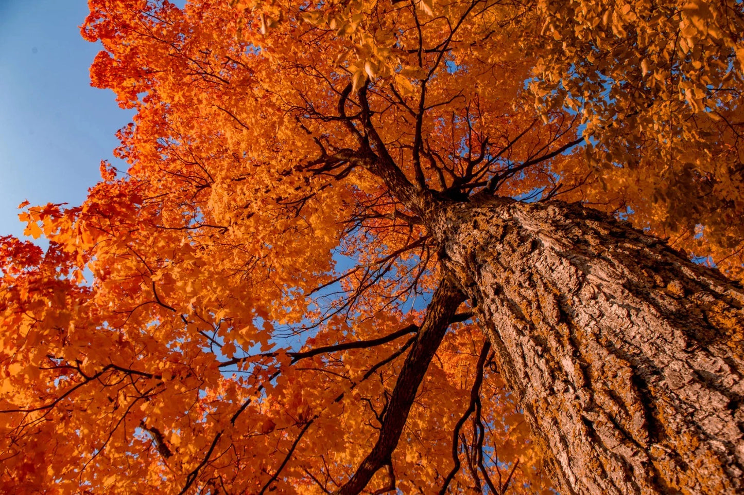 Northern Sugar maple tree with golden orange autumn color leaves. (Acer saccharum)