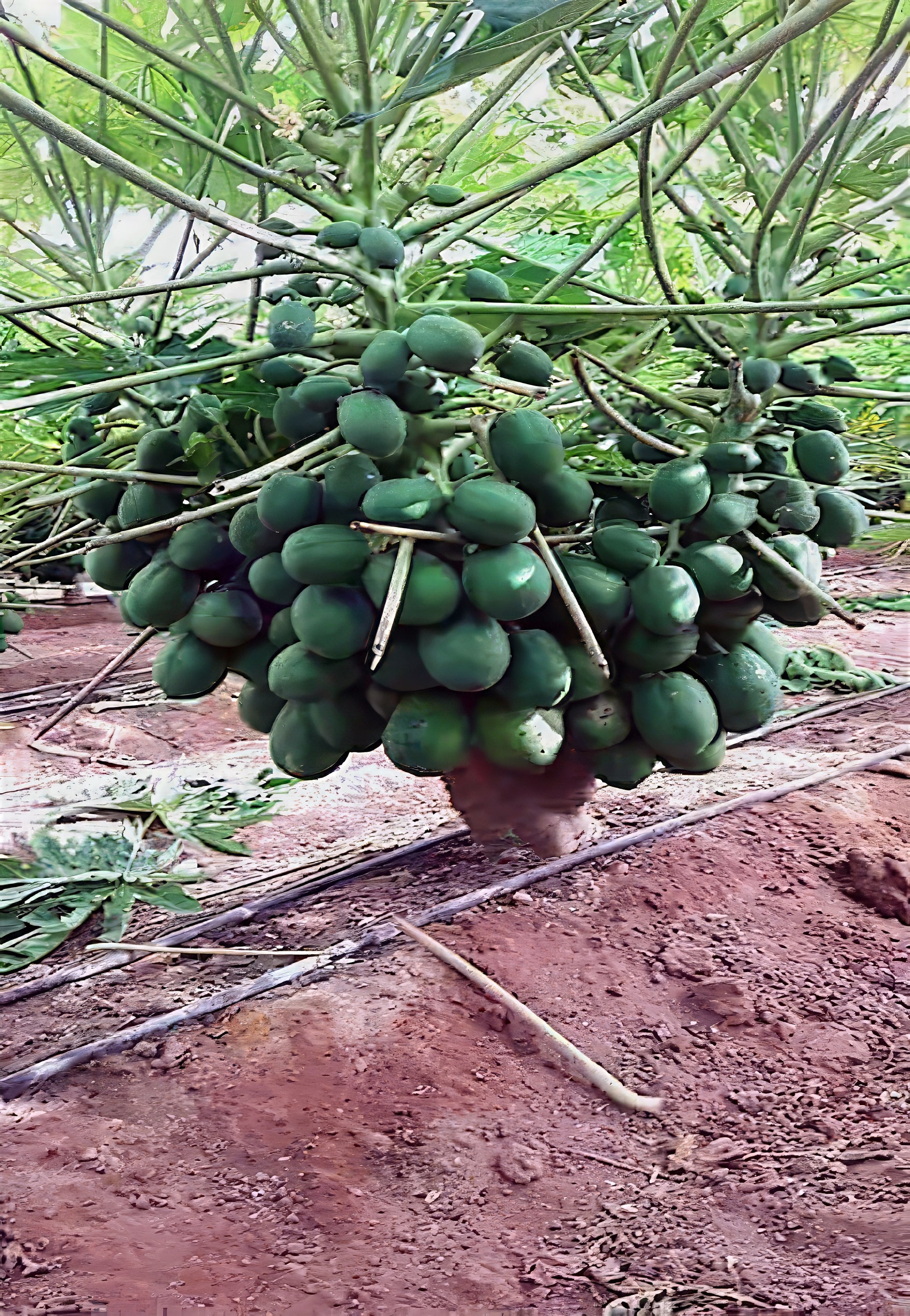 Bunch of green Dwarf Hawaiian Solo Sunrise papayas growing on a tree