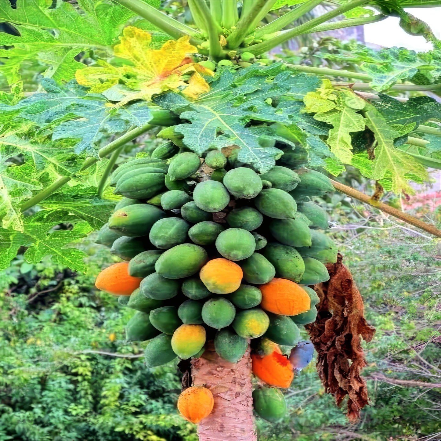 Dwarf Hawaiian Solo Sunrise Papaya tree with green and orange papayas growing on it.