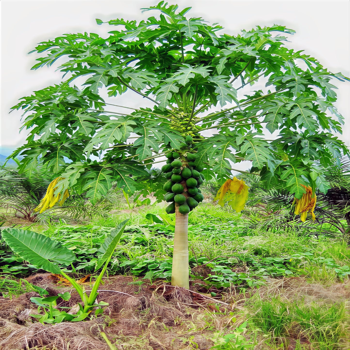 Dwarf Hawaiian Solo Sunrise Papaya tree with fruits in a natural setting