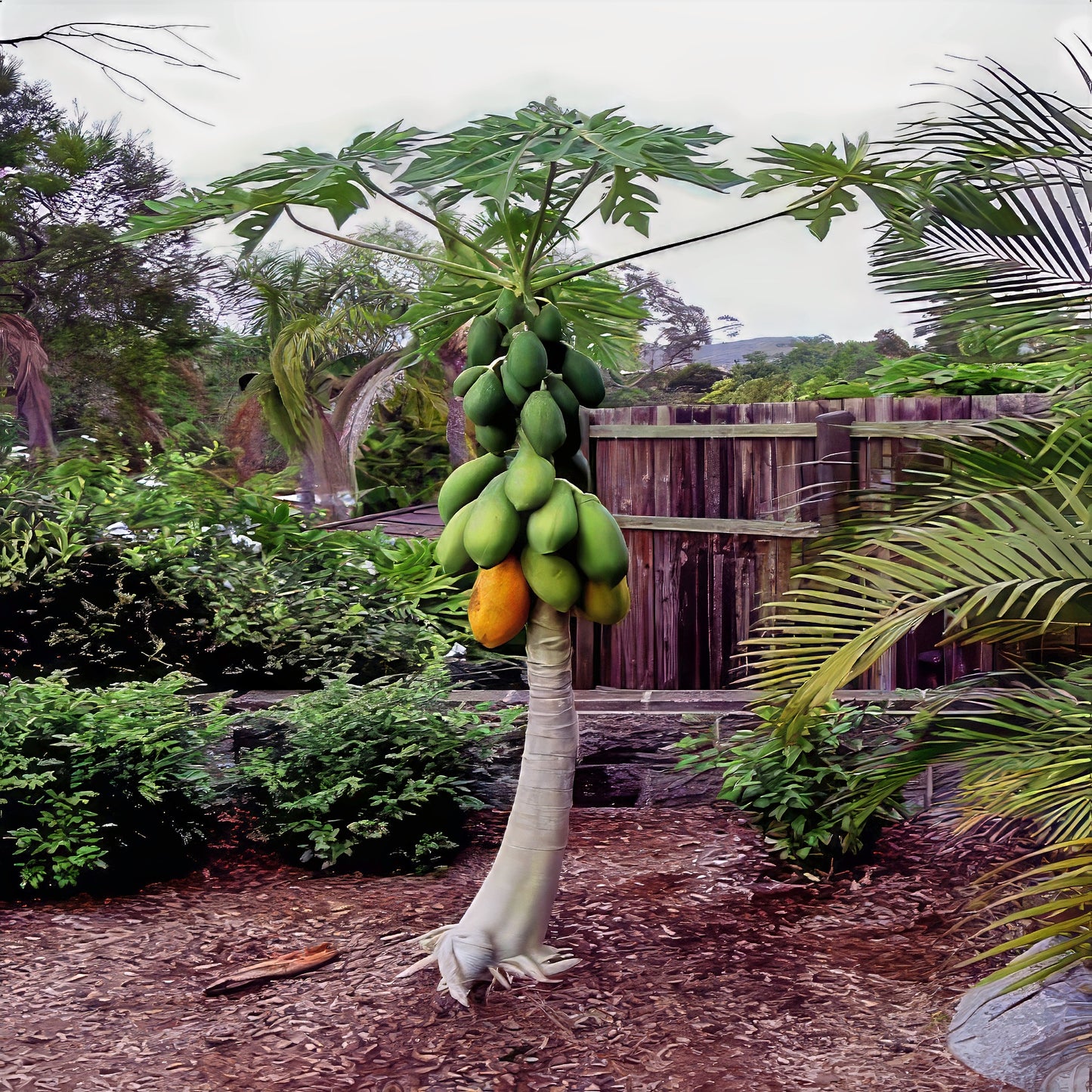 Dwarf Hawaiian Solo Sunrise Papaya tree with fruits in a garden setting