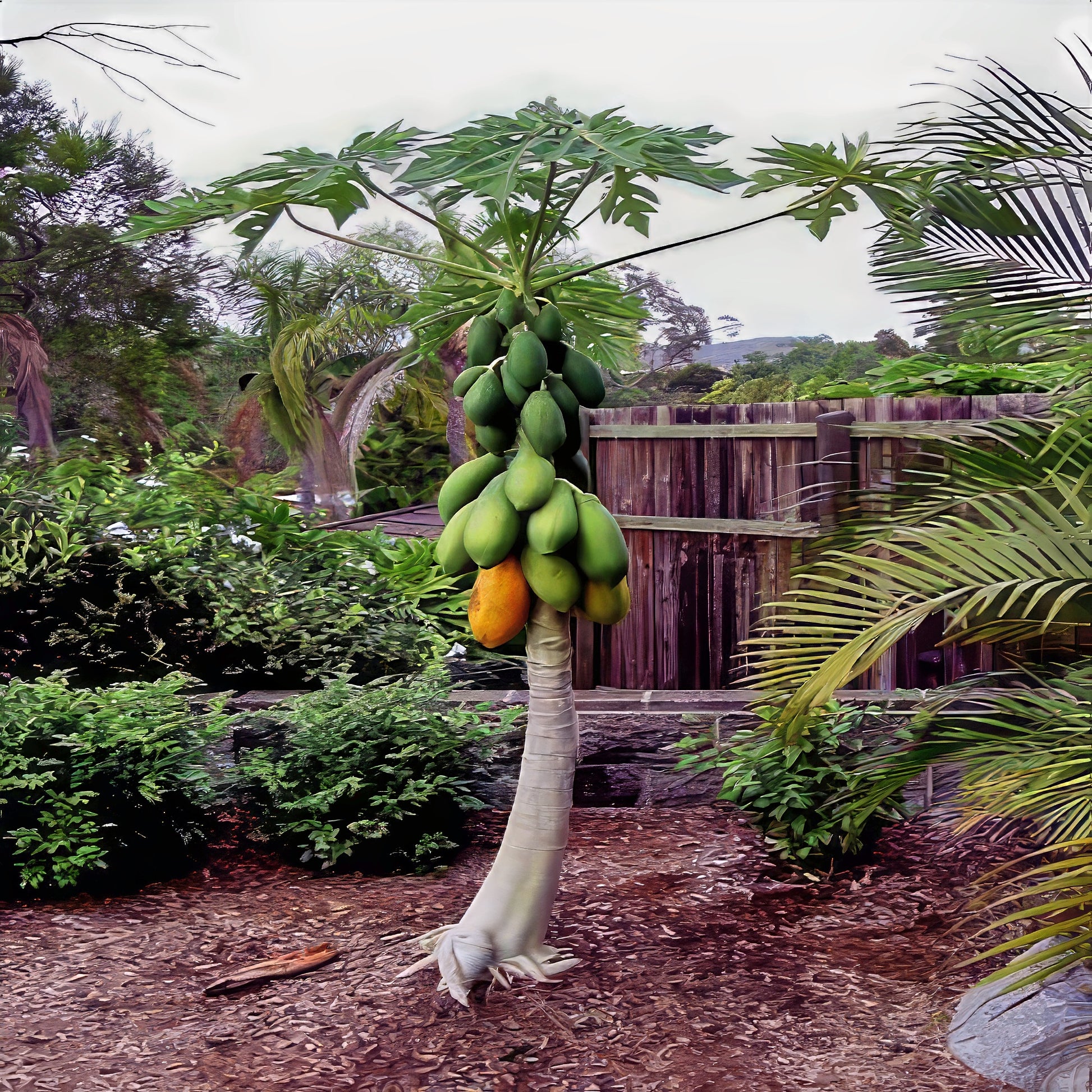 Dwarf Hawaiian Solo Sunrise Papaya tree with fruits in a garden setting