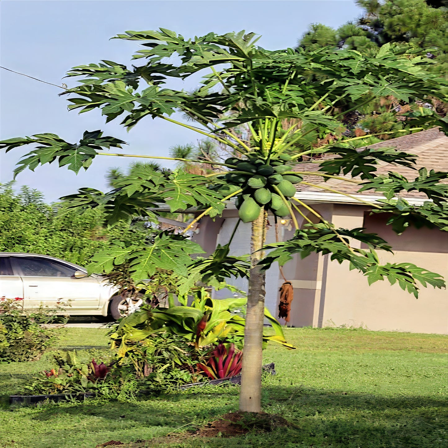 Dwarf Hawaiian Solo Sunrise Papaya tree with fruits in a residential area