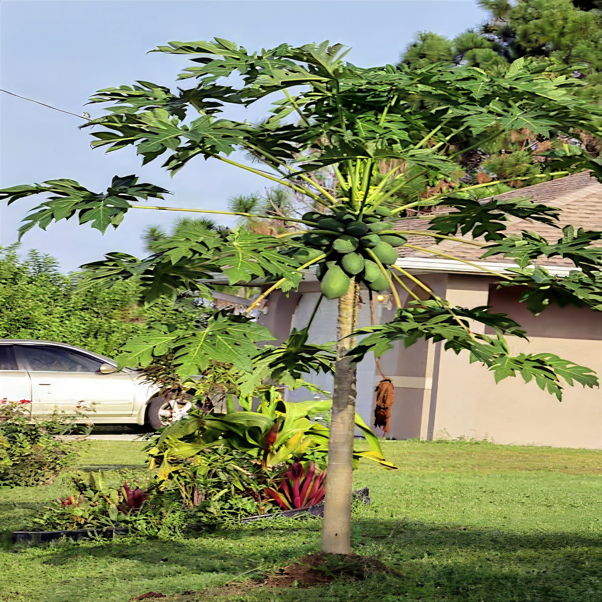 Dwarf Hawaiian Solo Sunrise Papaya tree with fruits in a residential area