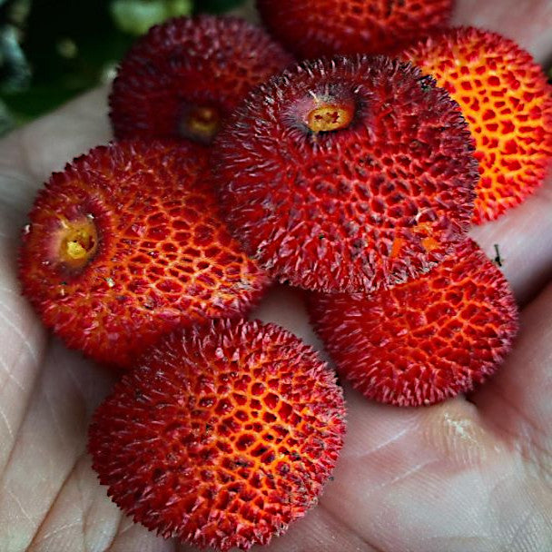 Close-up of red Strawberry Tree fruits held in a hand with a blurred background. Irish Killarney