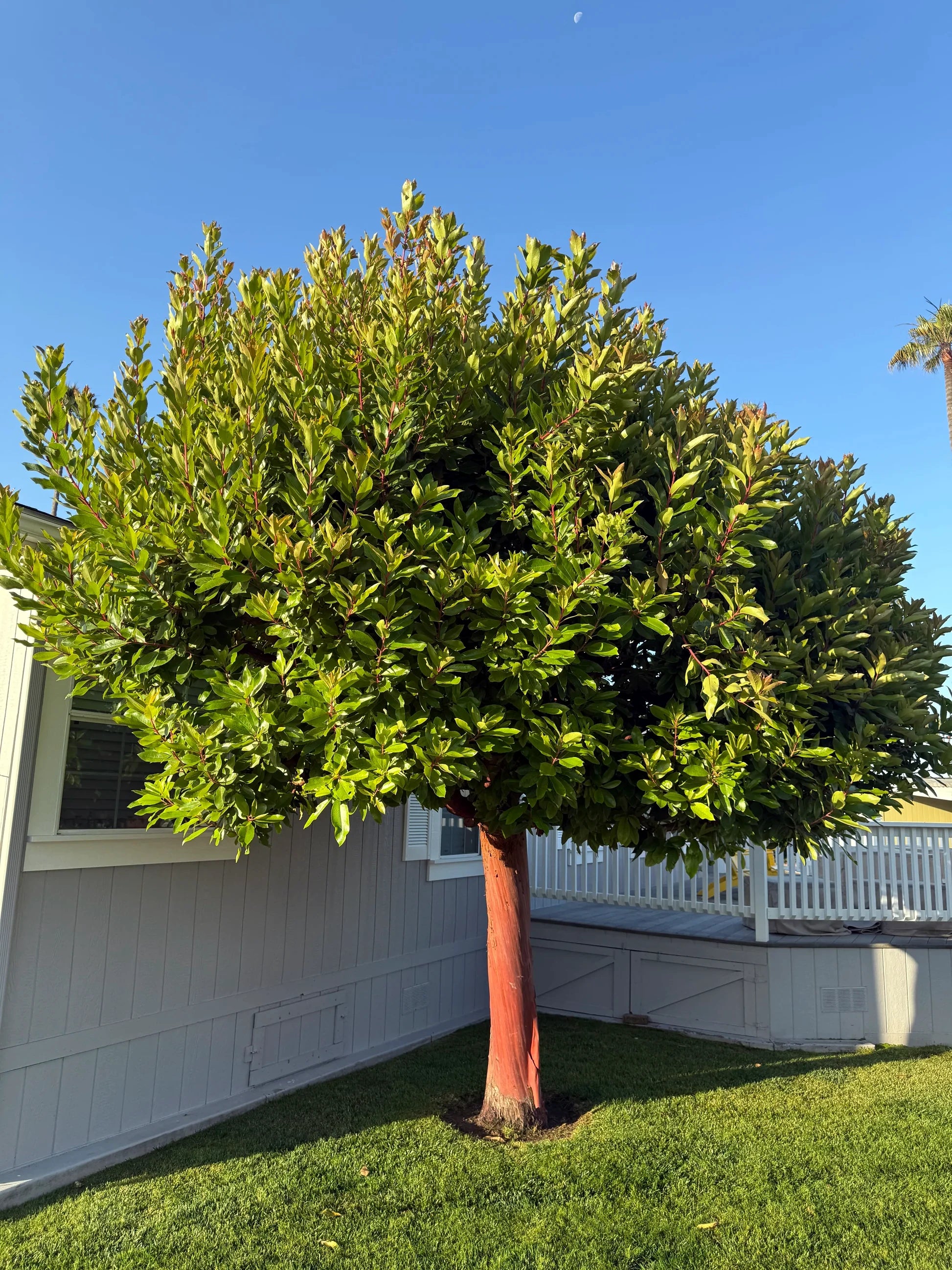 Stawberry tree in backyard landscape with blue sky background. (Arbutus unedo)