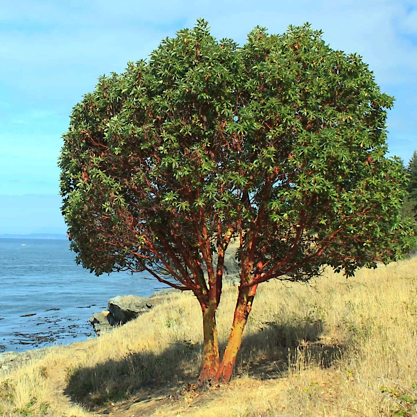 Strawberry tree growing near coast in field landscape on water's edge. (Arbutus unedo)