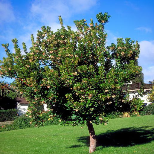 Strawberry tree in green yard landscaping with blue sky background. (Arbutus unedo)