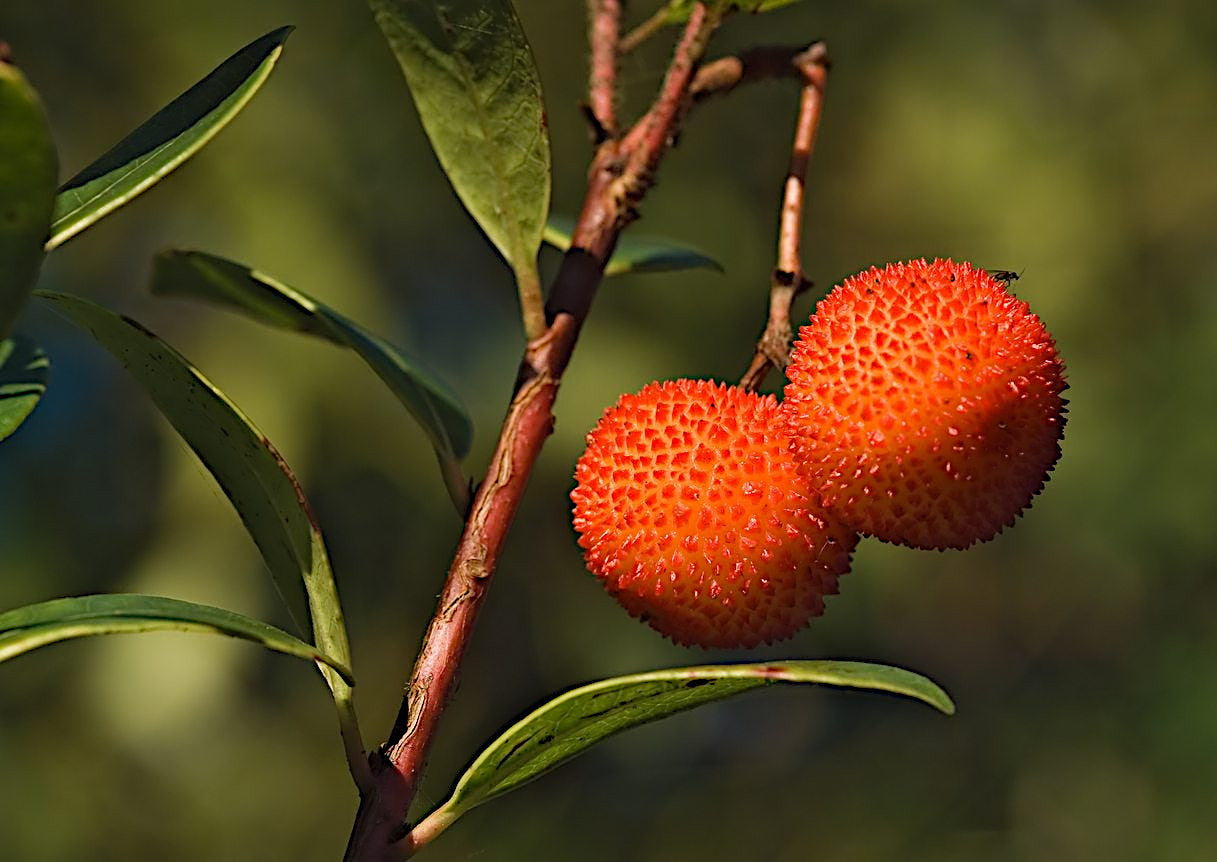 Two Strawberry tree fruits hanging from branch with green leaves. Irish Killarney