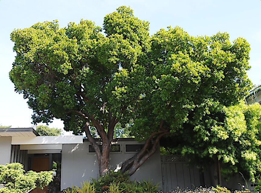 Large Strawberry tree in front of house landscape. (Arbutus unedo)