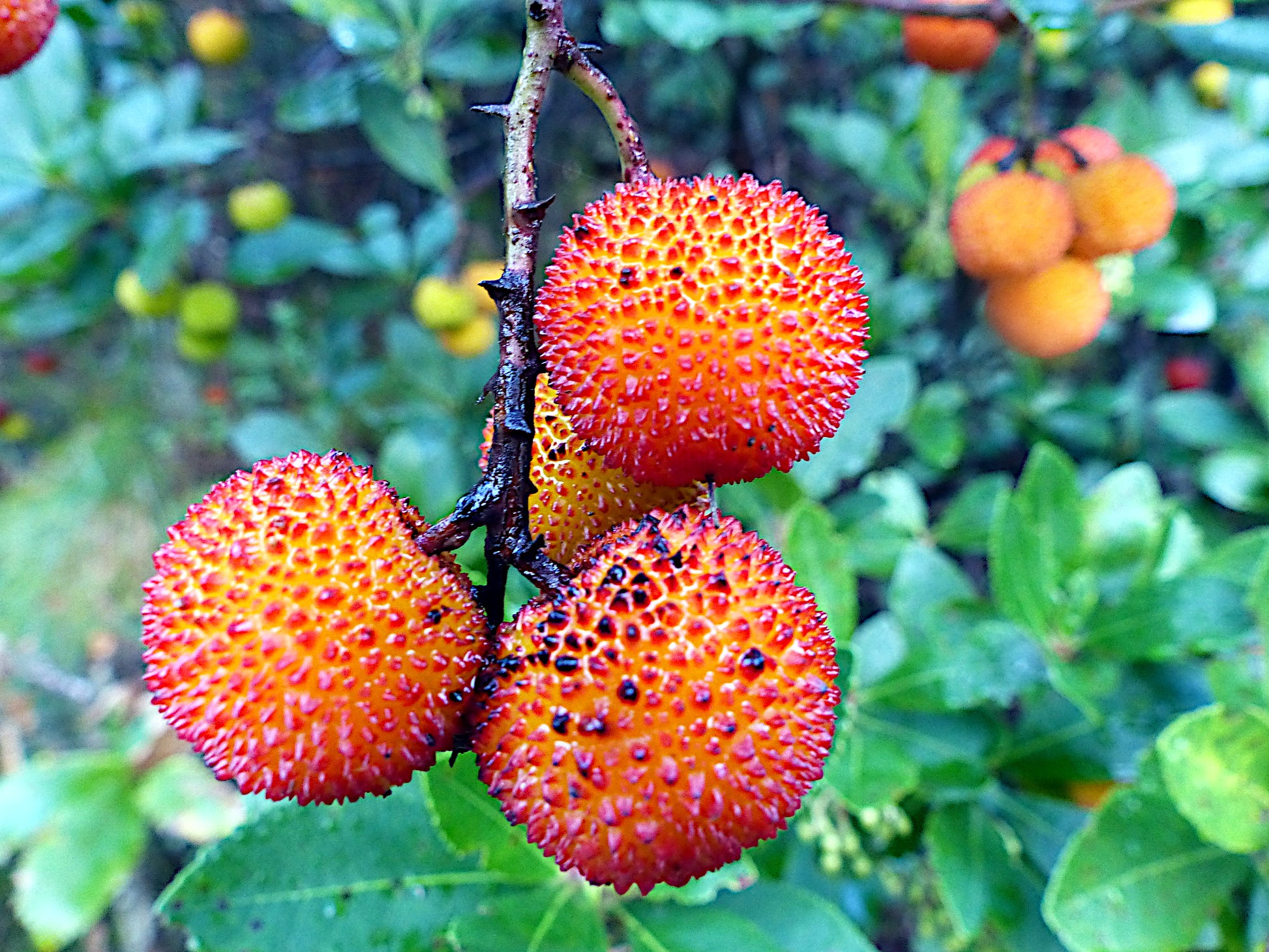 Red Strawberry tree fruits hanging from branch with green leaves background. Irish Killarney (Arbutus unedo)