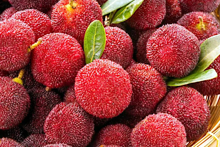 Close-up of red Strawberry tree fruits with green leaves on a woven basket background. Irish Killarney
