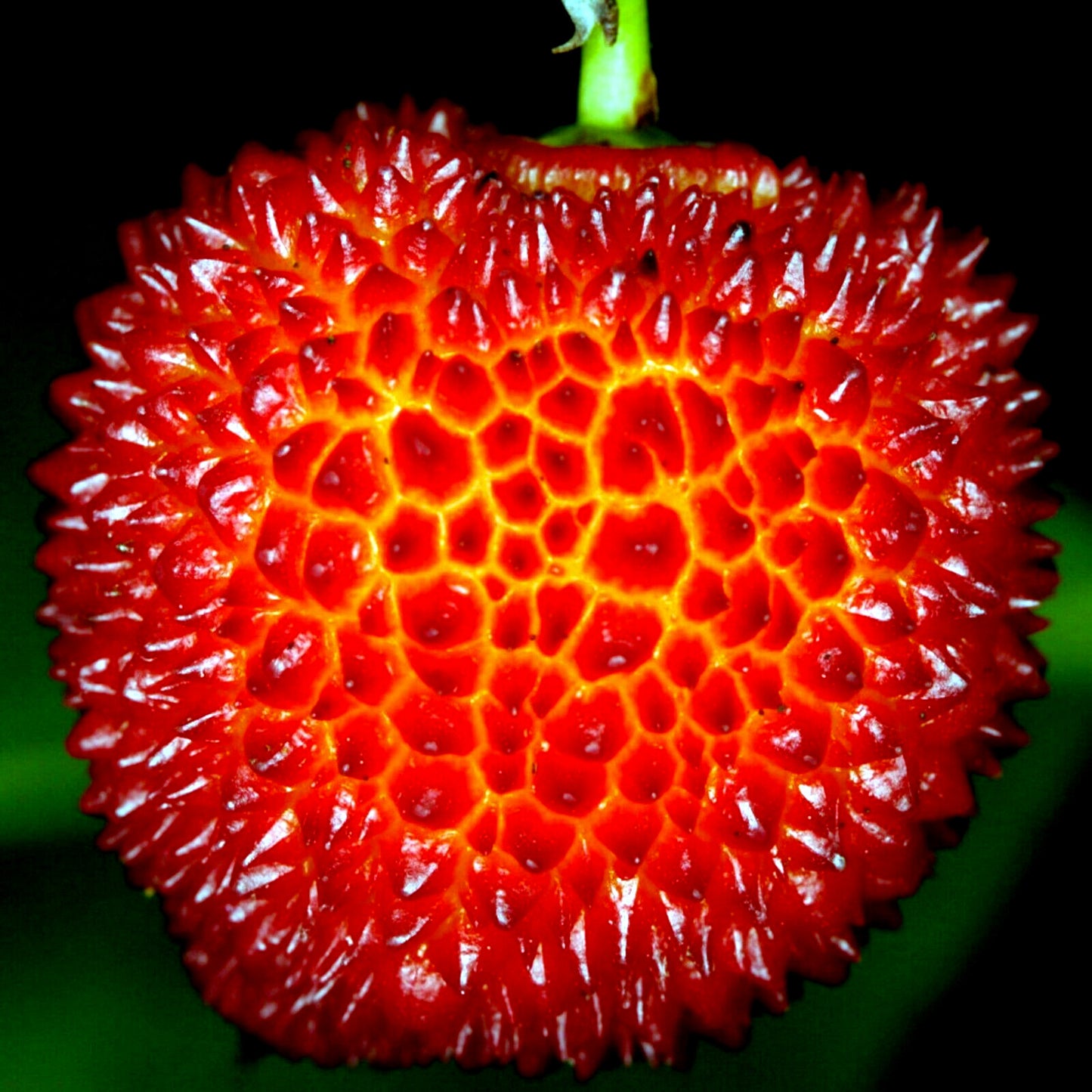 Close-up of a red, spiky strawberry tree fruit on a dark background. Irish Killarney