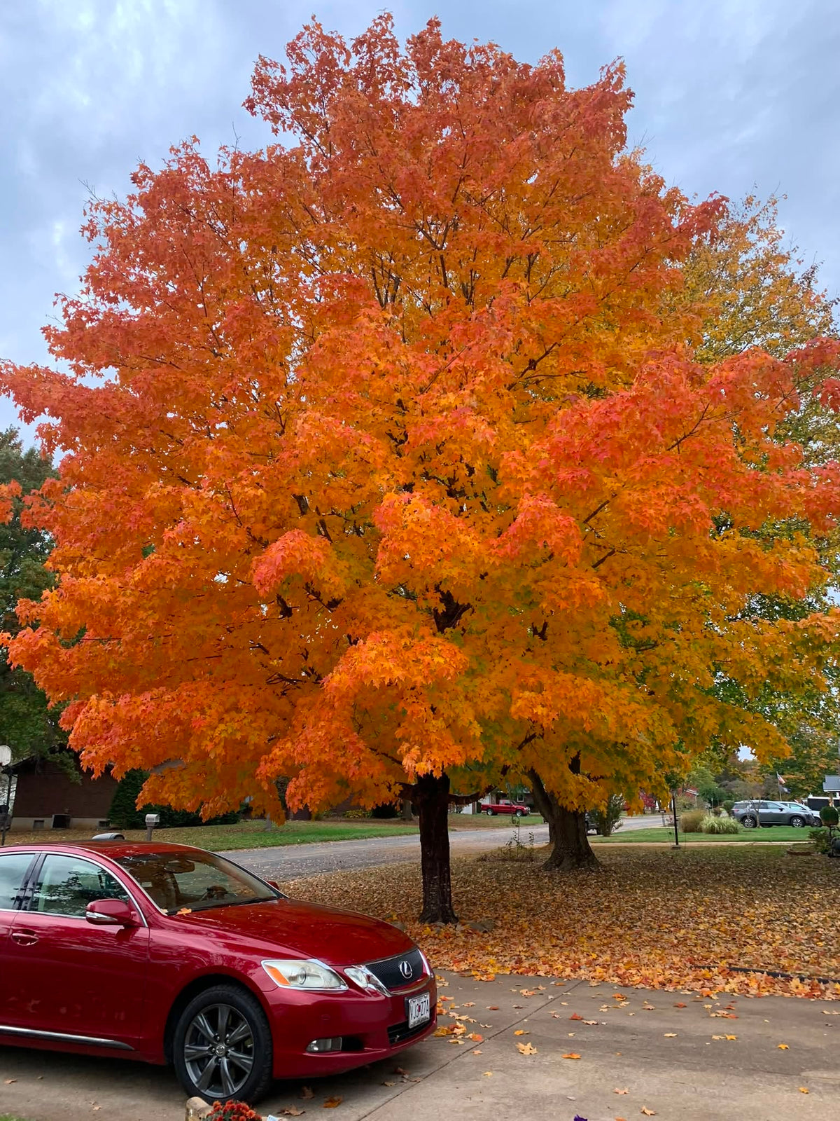 A large autumn Northern Sugar Maple tree with vibrant orange and yellow foliage stands in a residential driveway, with a red car parked in the foreground and fallen leaves covering the ground.