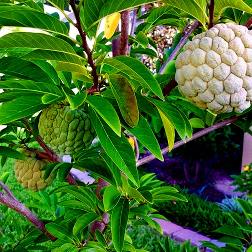Sugar apple fruits hanging from tree branch with garden landscape background. (Annona squamosa)