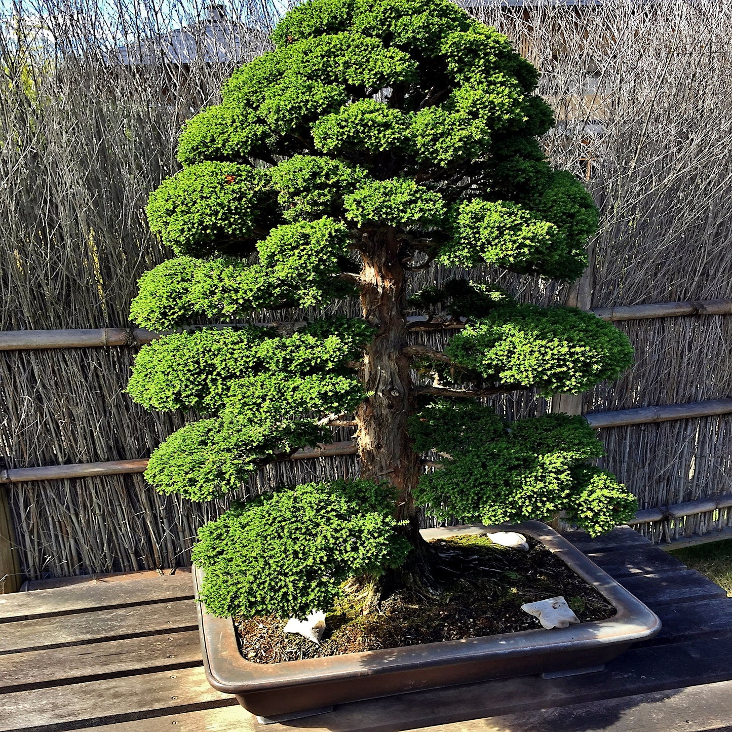 Japanese red cedar bonsai tree in a pot on a wooden surface with a woven fence in the background. (Cryptomeria japonica)