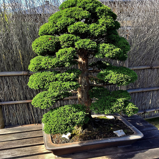 Japanese red cedar bonsai tree in a pot on a wooden surface with a woven fence in the background. (Cryptomeria japonica)