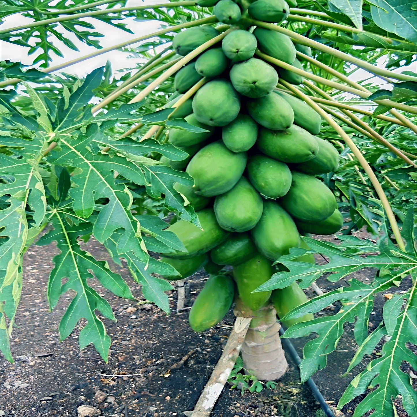 Bunch of green Dwarf Hawaiian Solo Sunrise papayas growing on a tree