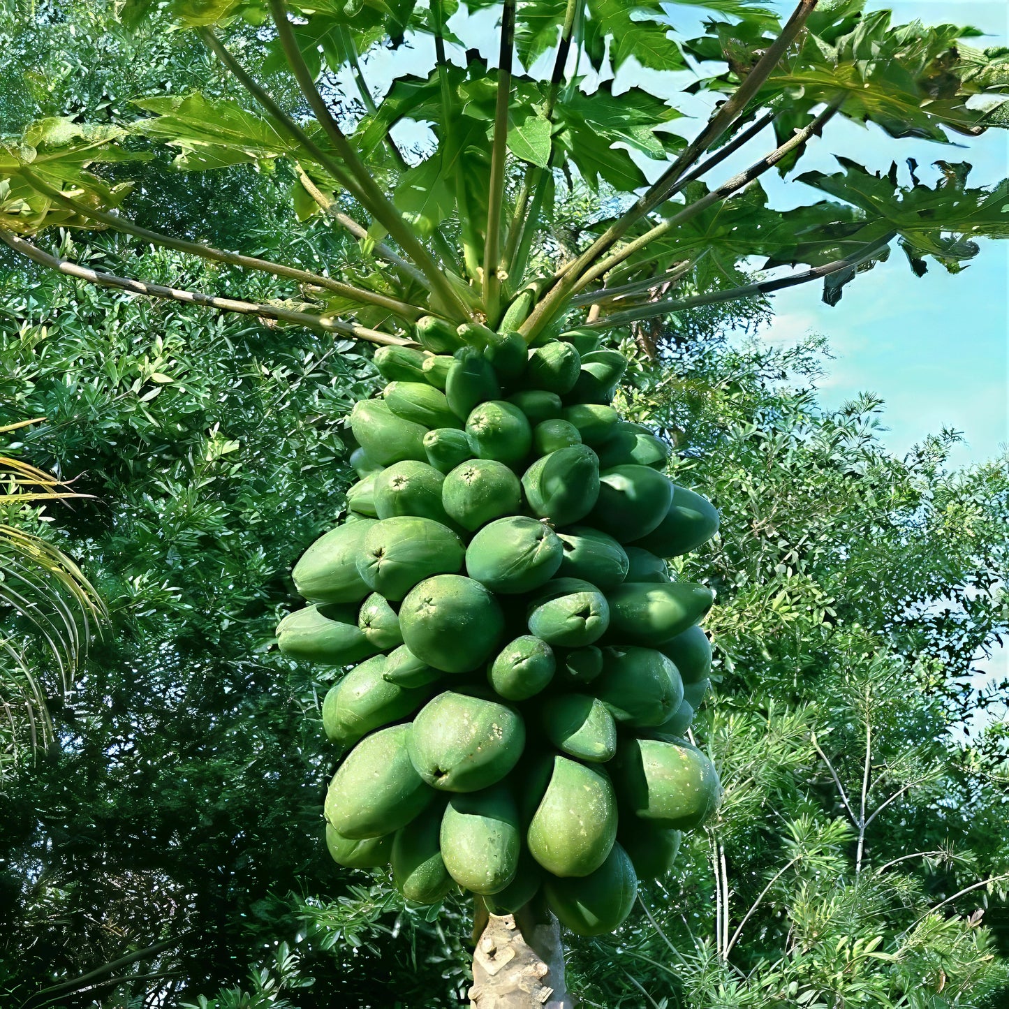 Bunch of green Dwarf Hawaiian Solo Sunrise papayas growing on a tree with a natural background