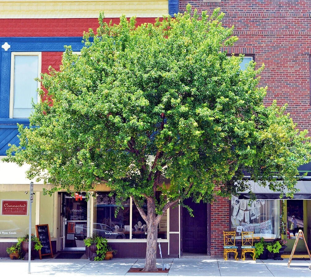 Trident Maple Tree in front of a colorful building with storefronts