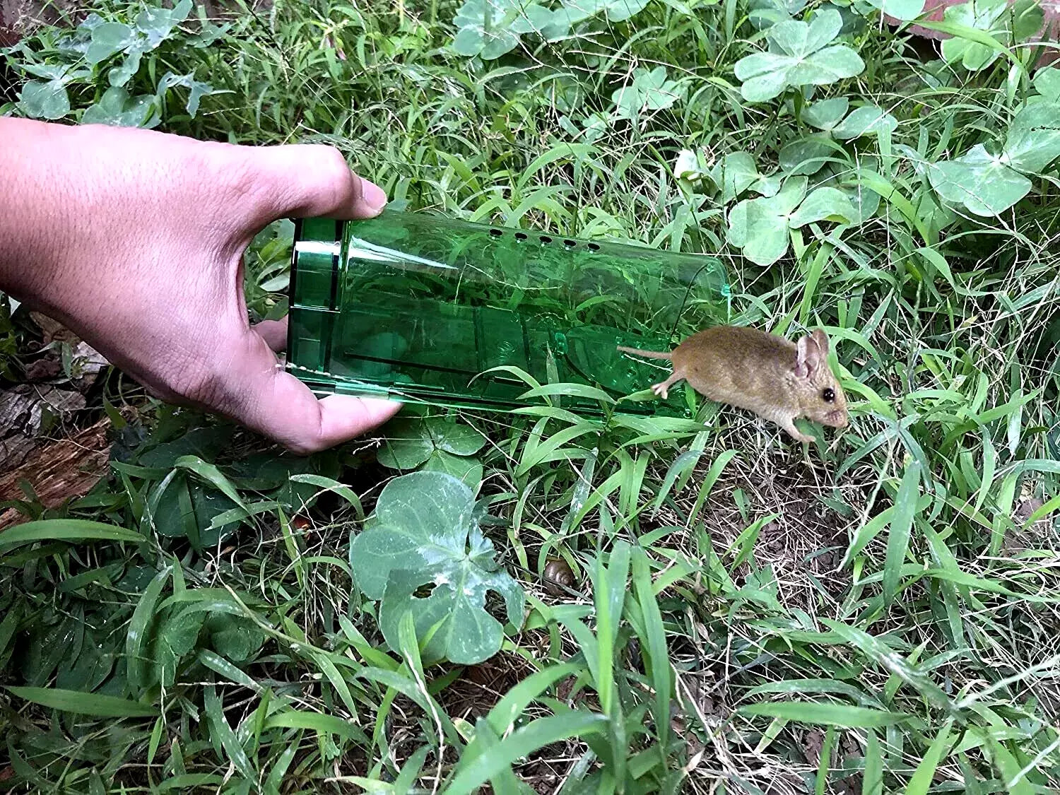 person releasing mouse from live trap outdoors.