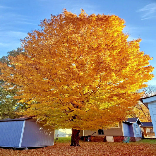 Large Trident Maple (Acer buergerianum) tree with bright yellow leaves in a residential area