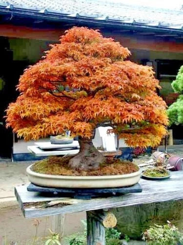 Trident Maple Bonsai tree with autumn foliage in a pot on a table outdoors.