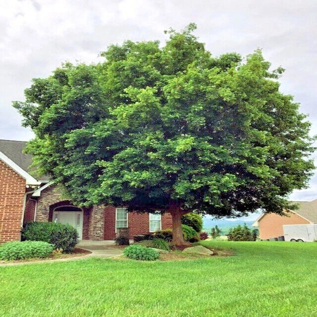 Large Trident Maple tree in front of a brick house with a clear sky