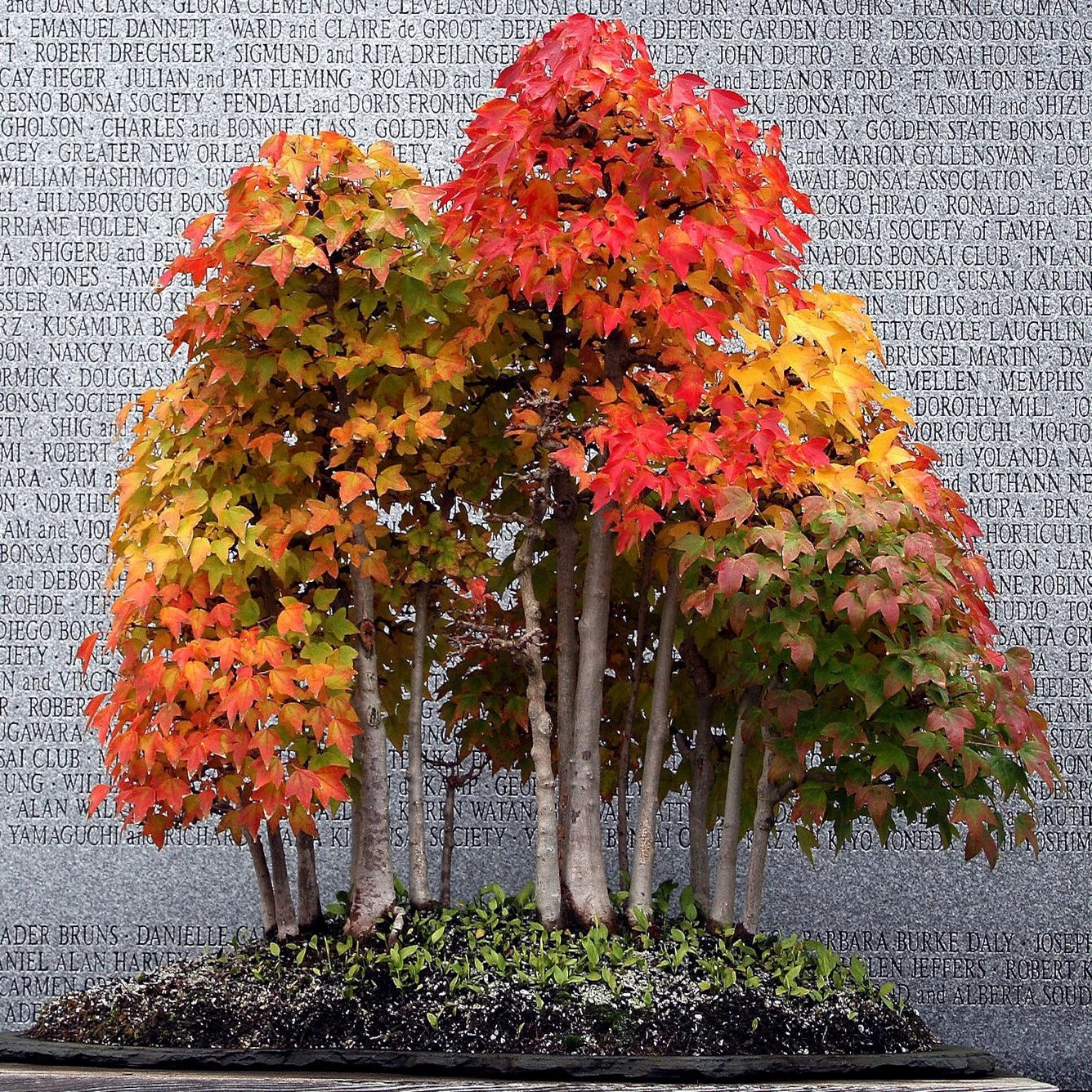 Trident Maple Bonsai tree with autumn foliage against a wall with engraved names