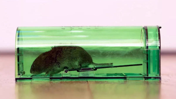 Green mouse trap with a mouse inside on a light background