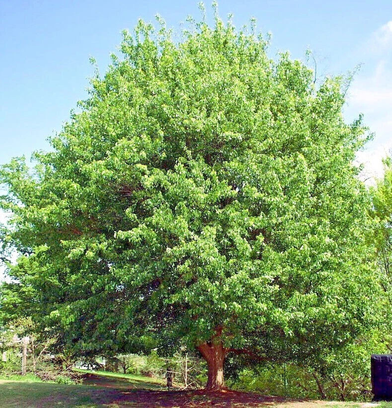 Large green Trident Maple tree with a clear blue sky background