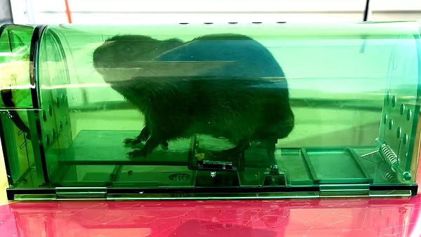 Green mouse trap with a mouse inside on a red surface