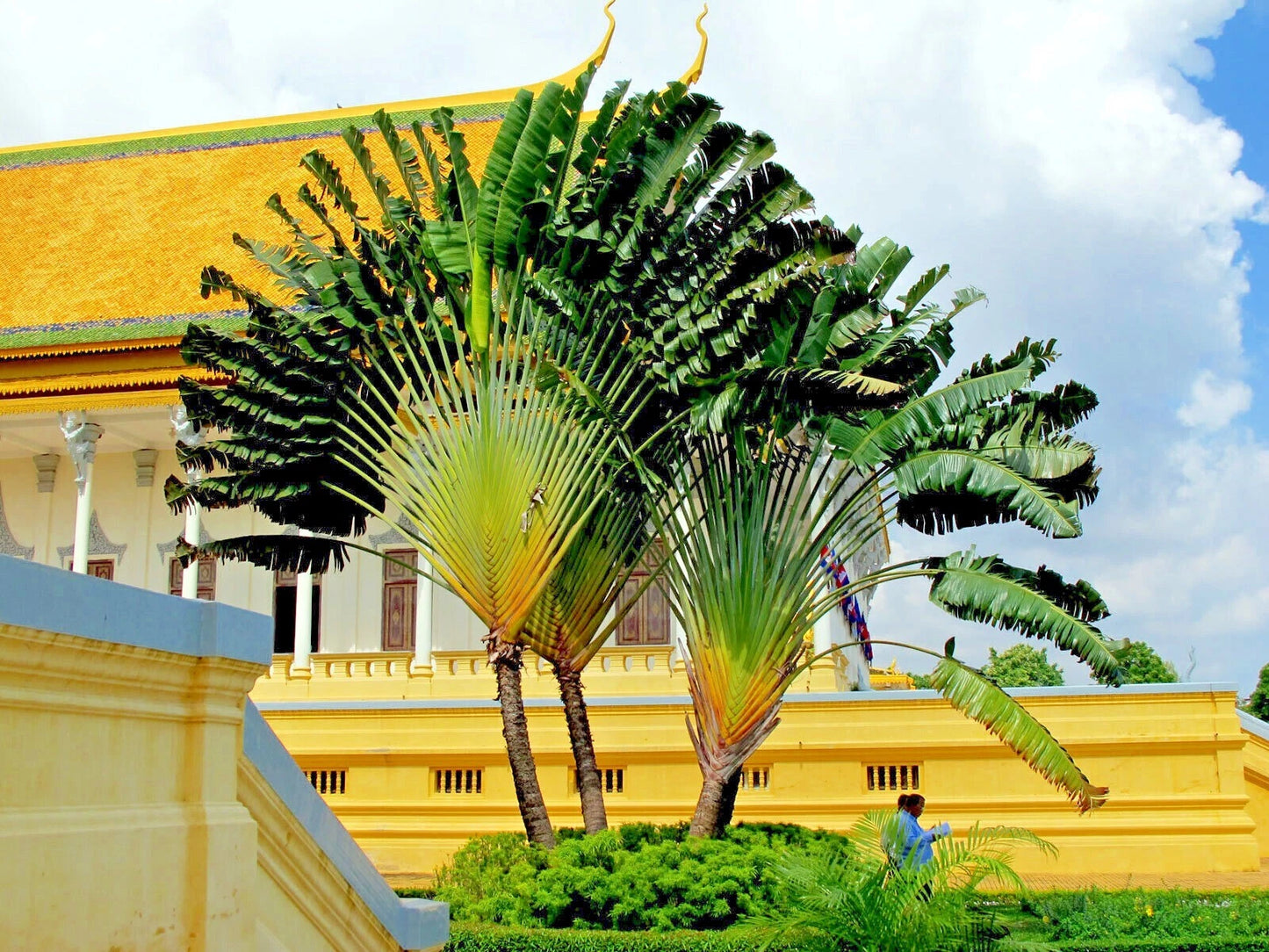Large tropical Traveler's Palm tree plant in front of a yellow building with a blue sky.