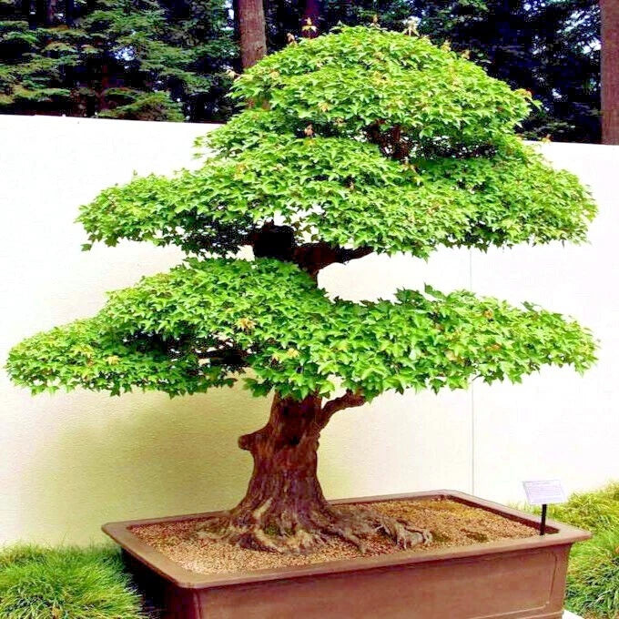 Trident Maple Bonsai tree in a pot with a blurred natural background
