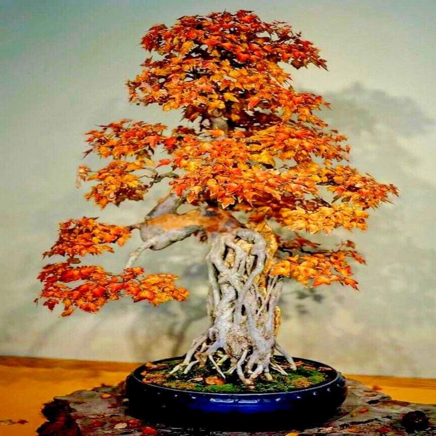 Trident Maple Bonsai tree with autumn-colored leaves on a neutral background