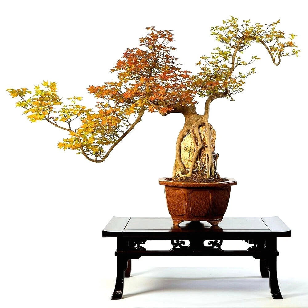 Trident Maple Bonsai tree with autumn-colored leaves on a wooden table against a white background