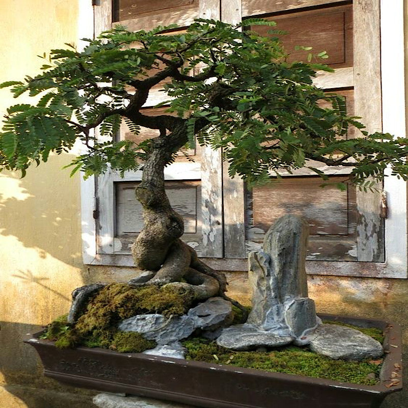 Tamarind bonsai tree with stone sculpture in a pot against a wooden wall.