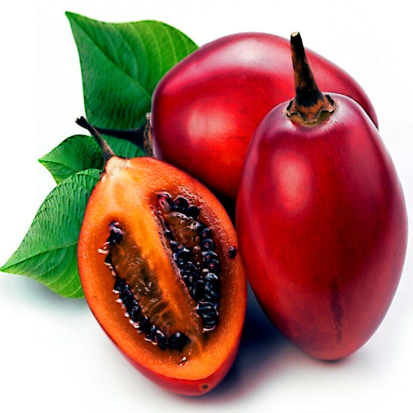 Red Tamarillo Tree tomato fruit with a halved fruit showing seeds, surrounded by green leaves on a white background. Solanum betaceum