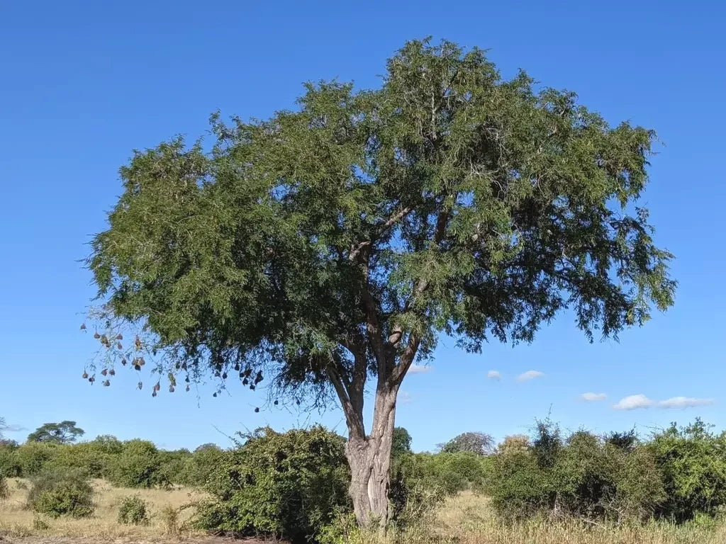 Large Tamarind tree in a field with a clear blue sky. (Tamarindus indica)